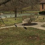 Black Plastic 3d flamingo rental flock a yard rental cincinnati ohio