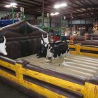 Mechanical Bull Rental with Inflatable Cincinnati, Ohio