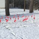 Pink Plastic 3d flamingo rental flock a yard rental cincinnati ohio