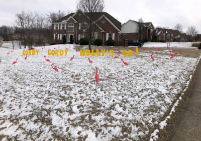 Pink Plastic 3d flamingo rental flock a yard rental cincinnati ohio